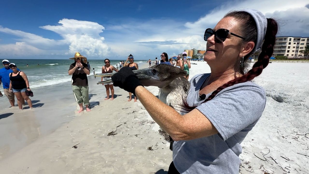 Seaside Seabird Sanctuary marks 10th anniversary