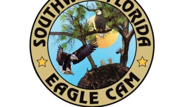 Southwest Florida Eagle Cam set to go live Oct. 1 | News, Sports, Jobs