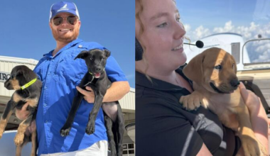 ‘Leave no pup behind:’ Pilots fly rescued puppies into Central Florida