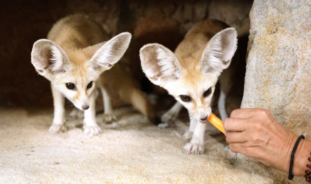 Fennec foxes are seen at the new Capybara Cafe in Fort Lauderdale on Tuesday, Sept. 15, 2026. (Carline Jean/South Florida Sun Sentinel)
