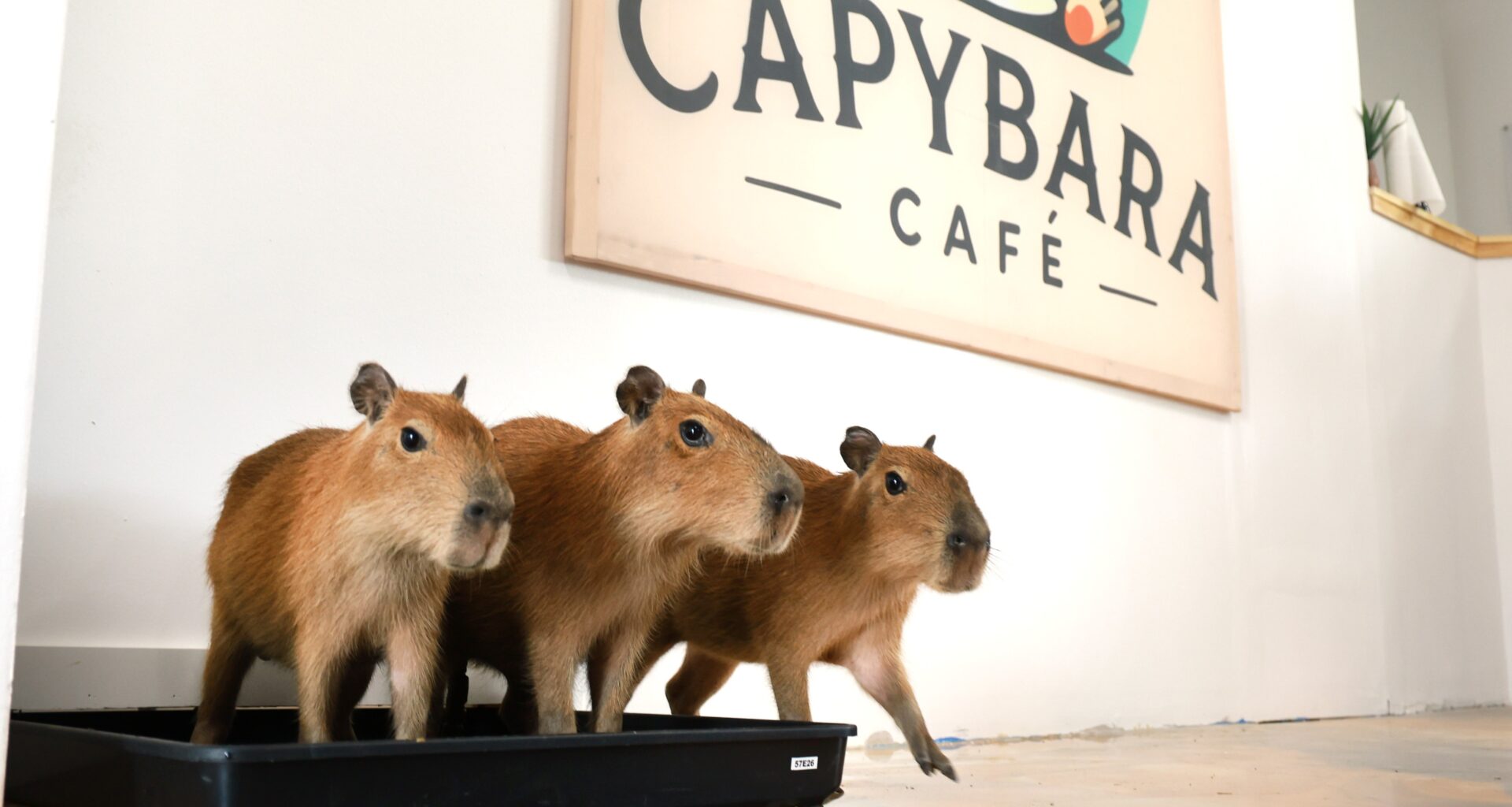 New Capybara Café opening in Fort Lauderdale
