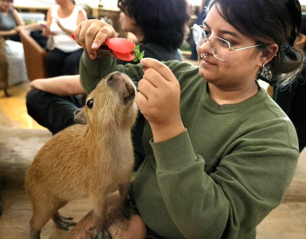 Capybara Cafe employee Ellie Eaddy, of Hollywood, feeds a capybara during training in Fort Lauderdale on Tuesday, Sept. 15, 2026. (Carline Jean/South Florida Sun Sentinel)