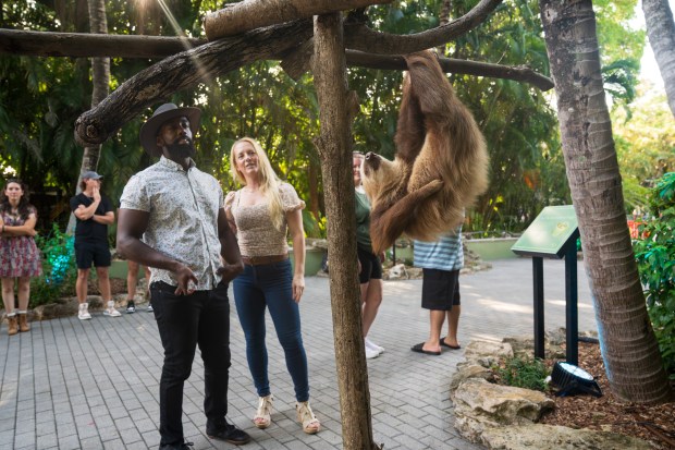 Animal encounters are a highlight of the Palm Beach Zoo's Wild Night Out for age 21 and up. (Palm Beach Zoo & Conservation Society/Courtesy)