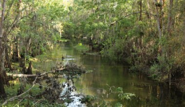 Tuscana development near Shingle Creek moves forward