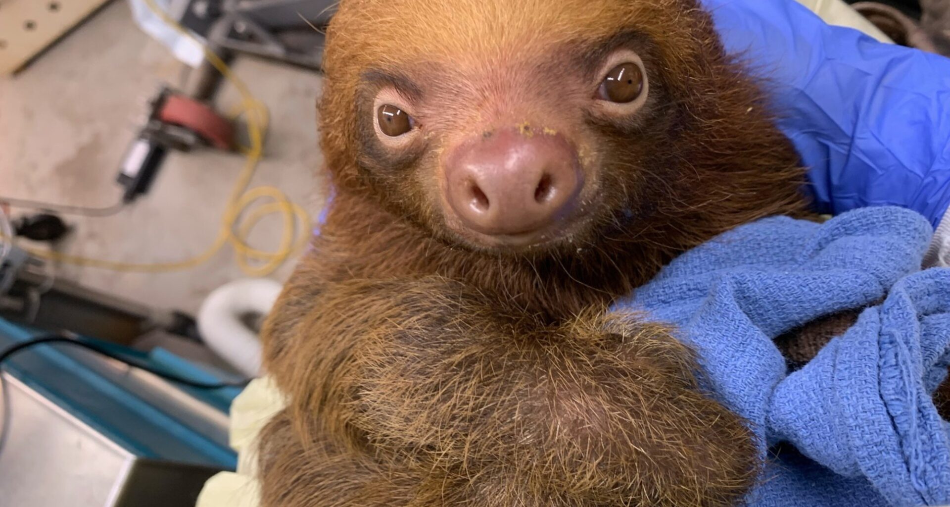 FWC proposes sloth rule changes