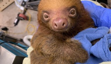 FWC proposes sloth rule changes