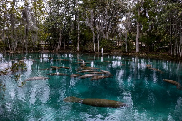Manatees congregate at Three Sisters Springs in Crystal River. (Patrick Connolly/Orlando Sentinel)