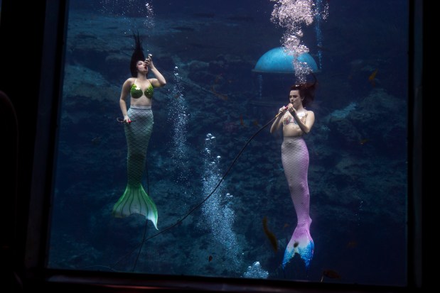The mermaid show is a popular draw that originated in the 1940s at Weeki Wachee Springs, seen on Feb. 27, 2026 (Patrick Connolly/Orlando Sentinel)