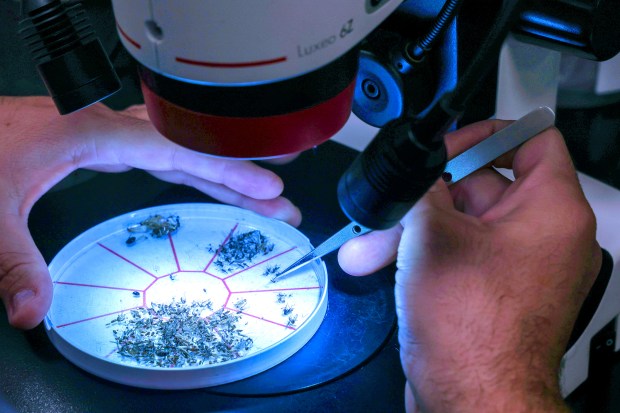 Specialist Rafael Melendez studies dead mosquitos to be tested for Dengue fever in the Orange County Mosquito Control lab in Orlando, Friday, Sept. 18, 2026. (Joe Burbank/Orlando Sentinel)