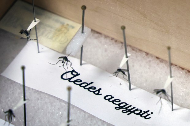 A species collection displays the Aedes aegypti mosquito that is responsible for the dengue fever being tested by the Orange County Mosquito Control lab in Orlando, Friday, September 18, 2026, after the Florida Department of Health in Orange County issued an alert confirming a second and third case of the mosquito-borne illness in Central Florida. (Joe Burbank/Orlando Sentinel)