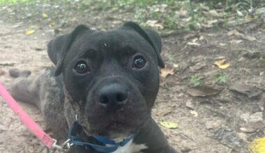 Furry Friday: Fun-loving dogs looking for fun-loving families!