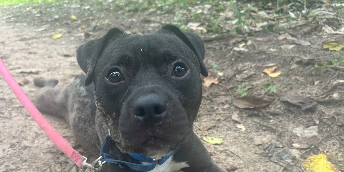 Furry Friday: Fun-loving dogs looking for fun-loving families!