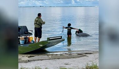 Deputies help remove dead manatee from Ben T. Davis Beach