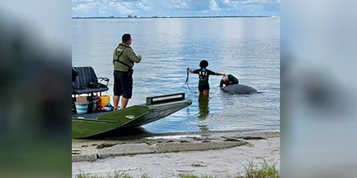 Deputies help remove dead manatee from Ben T. Davis Beach