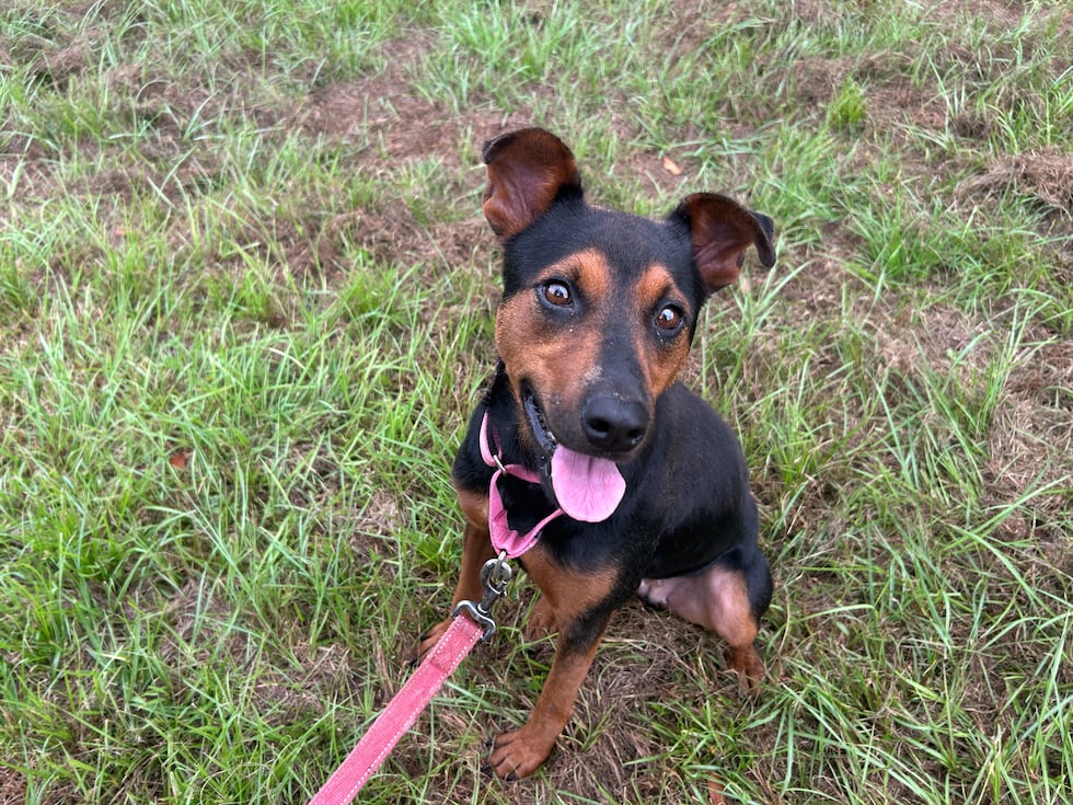 Sasha is looking for an active, affectionate family who is ready to seize the day right...