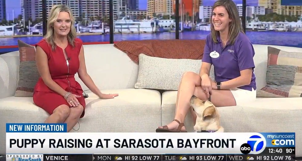 Oatmeal, a Dogs Inc. puppy, visited ABC7 News with Jenni Scamardo, Director of Puppy Raising...