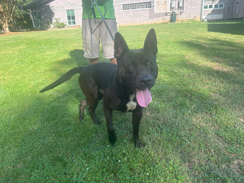 Artis will sit and wag his tail wildly at the prospect of some treats and some TLC!
