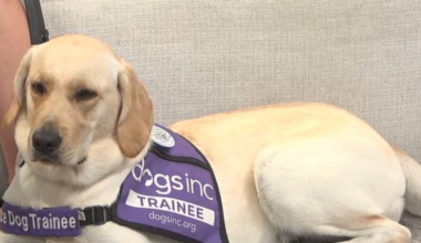 Dogs Inc. looking for volunteer puppy raisers to help train future guide and service dogs