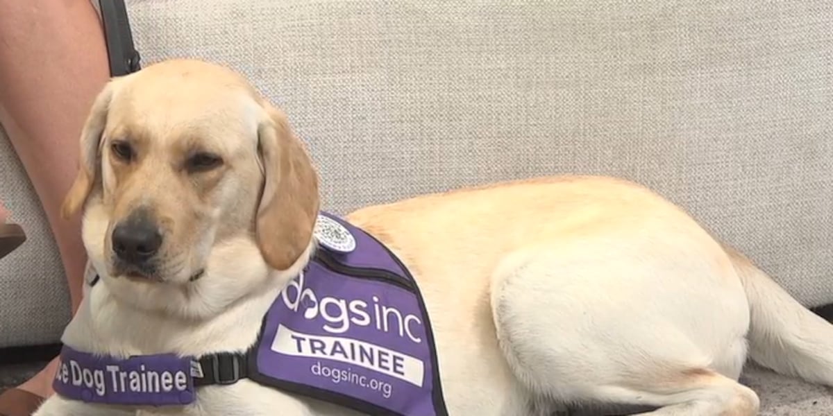 Dogs Inc. looking for volunteer puppy raisers to help train future guide and service dogs
