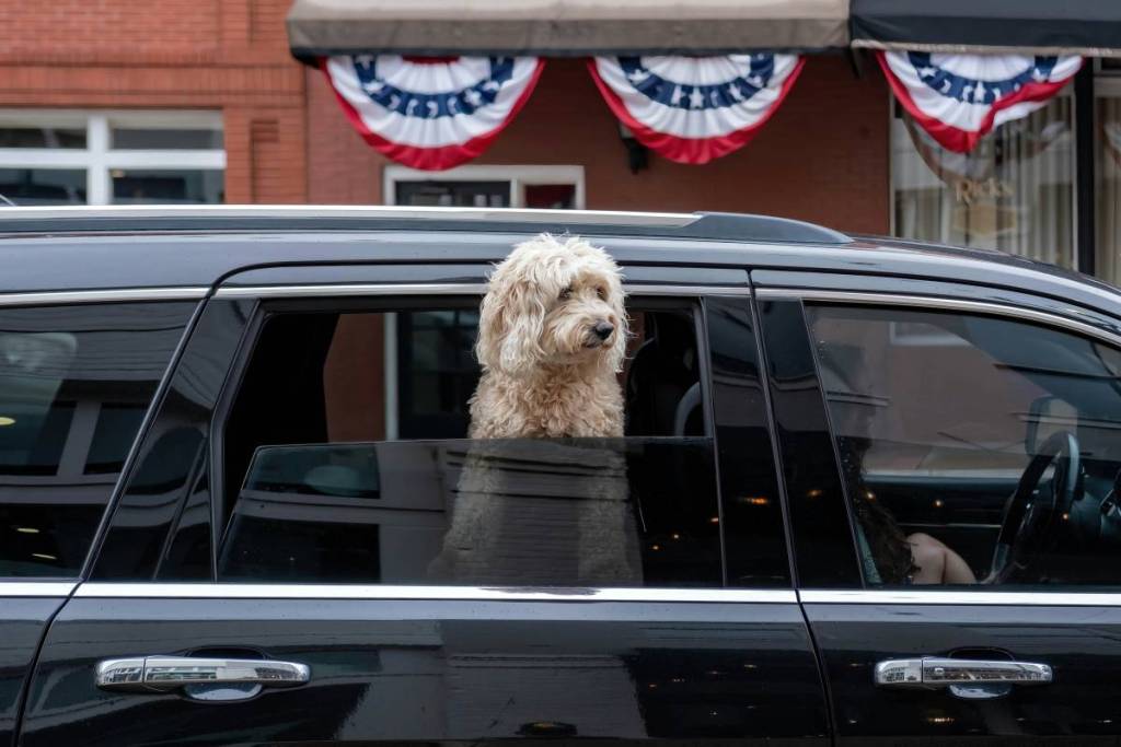 A fluffy dog peeks out from a car window