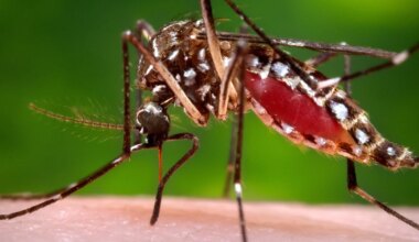 Elderly Tampa woman dies amid Florida's second-worst dengue outbreak on record, health officials say