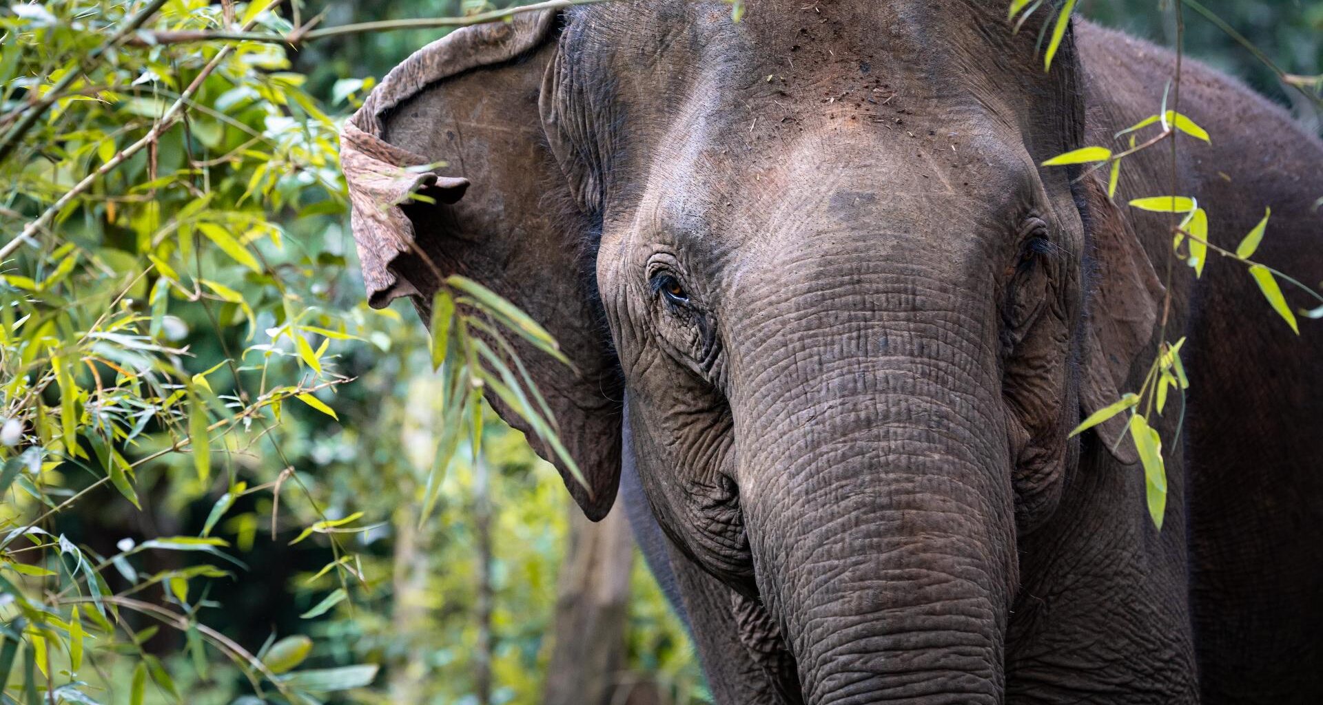Busch Gardens Tampa Bay welcomes 2 elephants as part of a conservation program