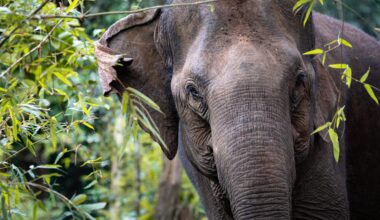 Busch Gardens Tampa Bay welcomes 2 elephants as part of a conservation program