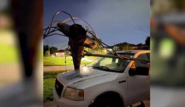 Cape Coral utility pole snaps, damages vehicles
