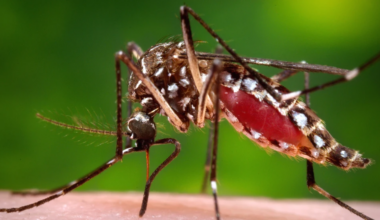 Florida confirms a death from dengue