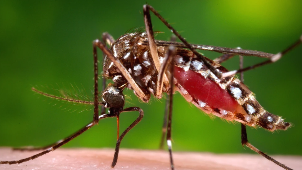 Florida confirms a death from dengue