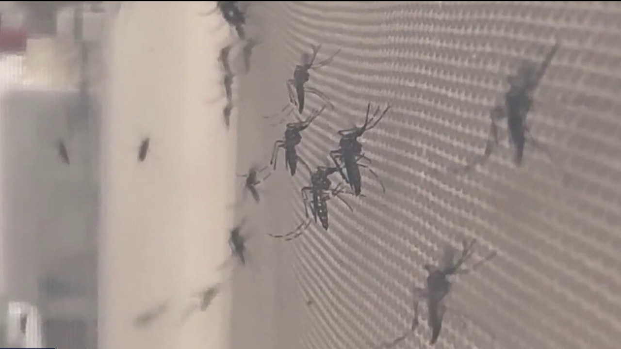 States of Emergency issued over dengue fever