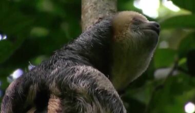 FWC proposes new captive sloth rules after deaths at Orlando attraction
