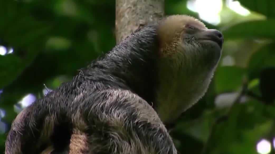 FWC proposes new captive sloth rules after deaths at Orlando attraction