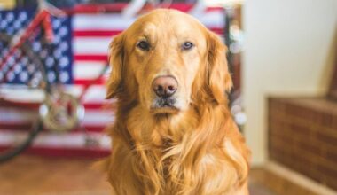 This South Florida city is electing its first-ever dog mayor this winter