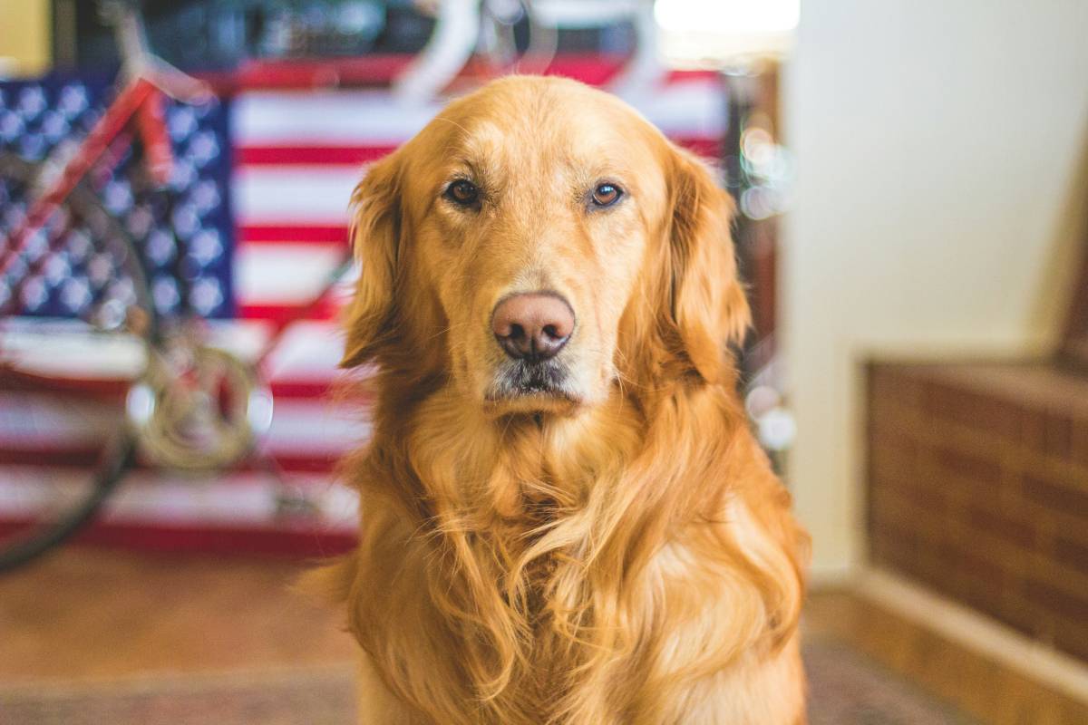 This South Florida city is electing its first-ever dog mayor this winter