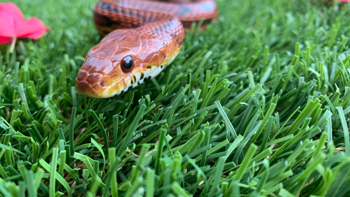 The Clinic for the Rehabilitation of Wildlife is mourning the loss of Cobb, a longtime corn snake animal ambassador who helped thousands of visitors learn more about snakes and the important role they play in Southwest Florida’s ecosystems. The Clinic for the Rehabilitation of Wildlife is mourning the loss of Cobb, a longtime corn snake animal ambassador who helped thousands of visitors learn more about snakes and the important role they play in Southwest Florida’s ecosystems.