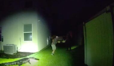 Video shows 8-foot alligator keeping Florida deputies busy until trapper arrives, removes it from backyard