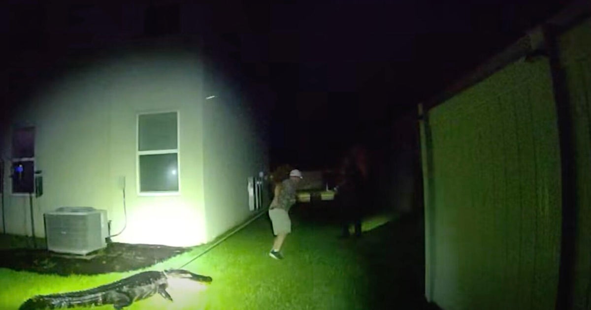 cbsmiami-alligator0florida-home-1.jpg
