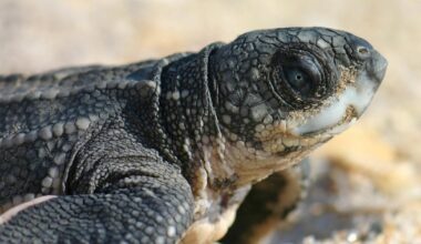 Why Florida officials say you should never put a stranded sea turtle hatchling back in the ocean