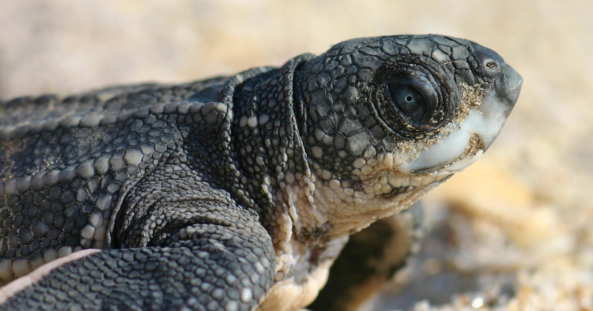 Why Florida officials say you should never put a stranded sea turtle hatchling back in the ocean
