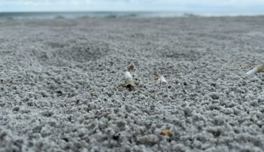 Indian Rocks Beach bans smoking and vaping on the beach