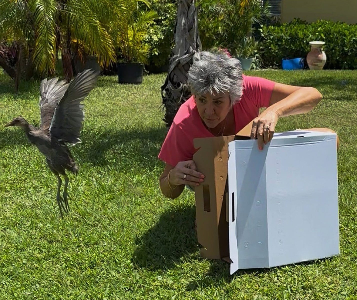 A juvenile common gallinule that came to the Clinic for the Rehabilitation of Wildlife on Sanibel Island as a chick with a severe eye infection in May has been released back into the yard where it was originally found. Fort Myers resident Joyce Stefano rescued the bird, along with three of its siblings. Stefano was present for all of the Common Gallinule sibling releases in Fort Myers.