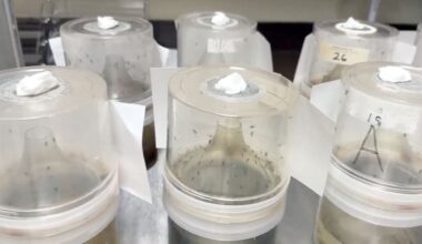 Hillsborough County sees drop in dengue-positive mosquitos