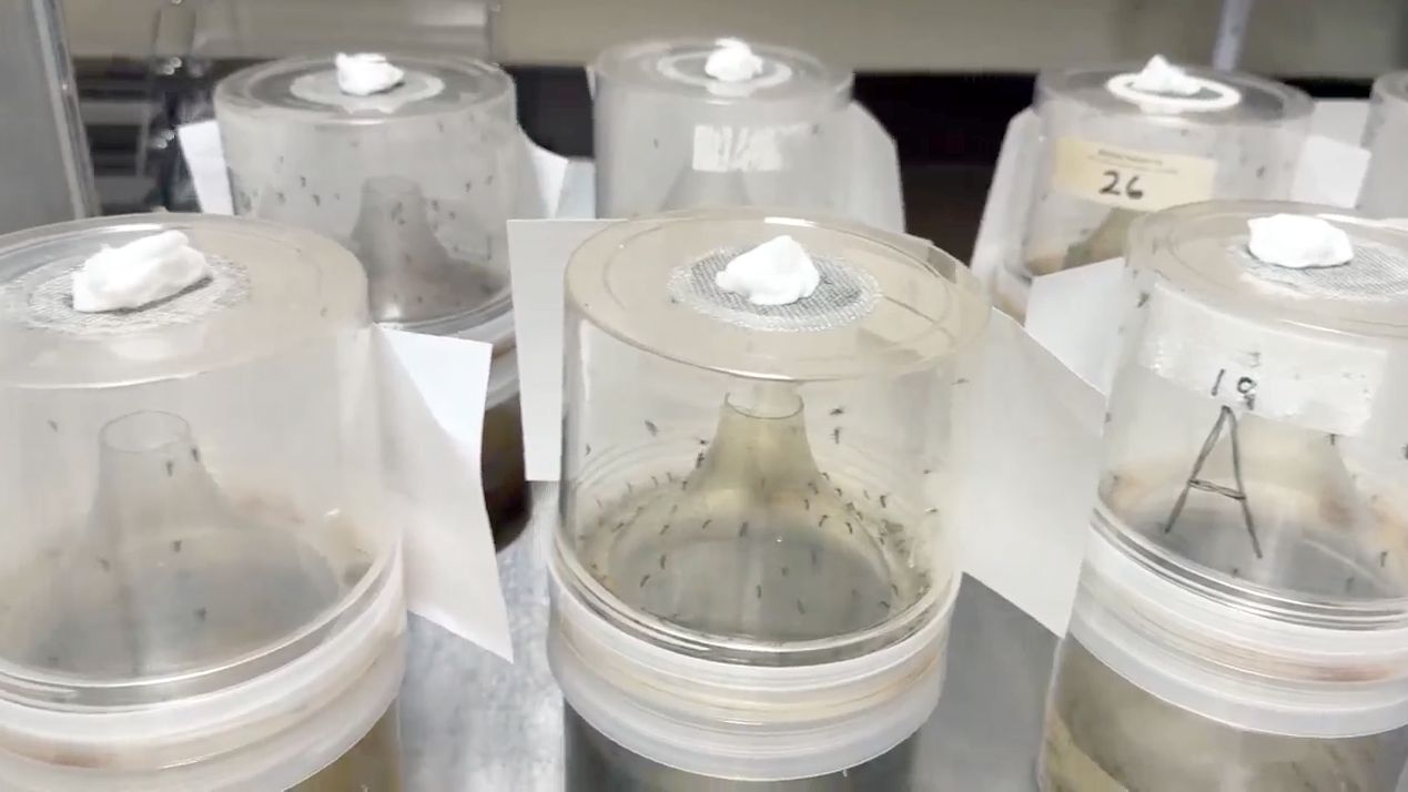 Hillsborough County sees drop in dengue-positive mosquitos