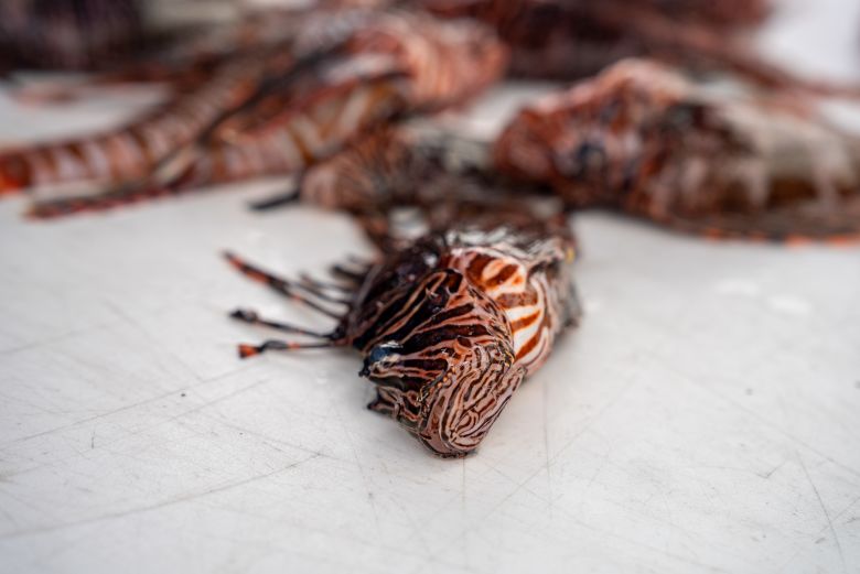 Some of the Lionfish Extermination Corp.'s daily catch. Large fish are sometimes sold to restaurants.