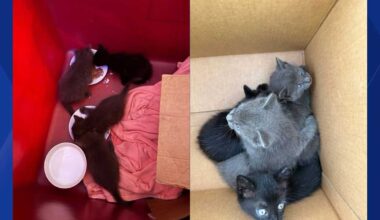 Cape Coral firefighters rescue four kittens trapped in vehicle's engine compartment