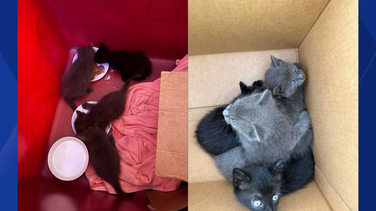 Cape Coral firefighters rescue four kittens trapped in vehicle's engine compartment