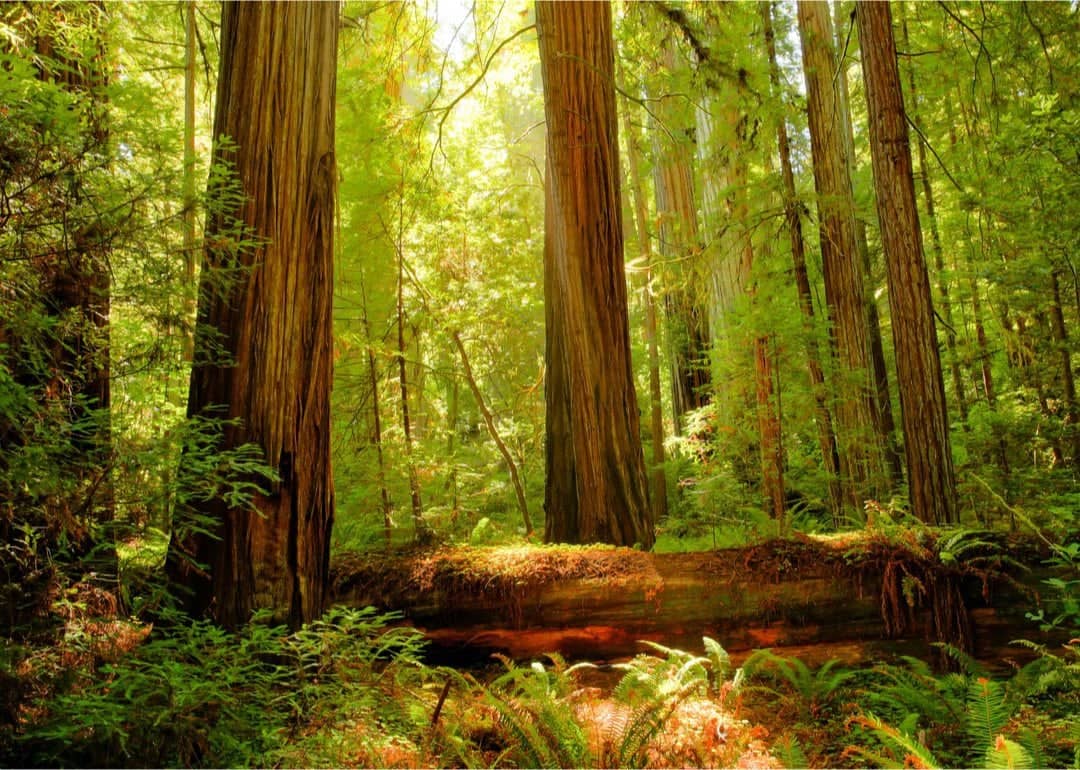 #51. Redwood National Park (California)