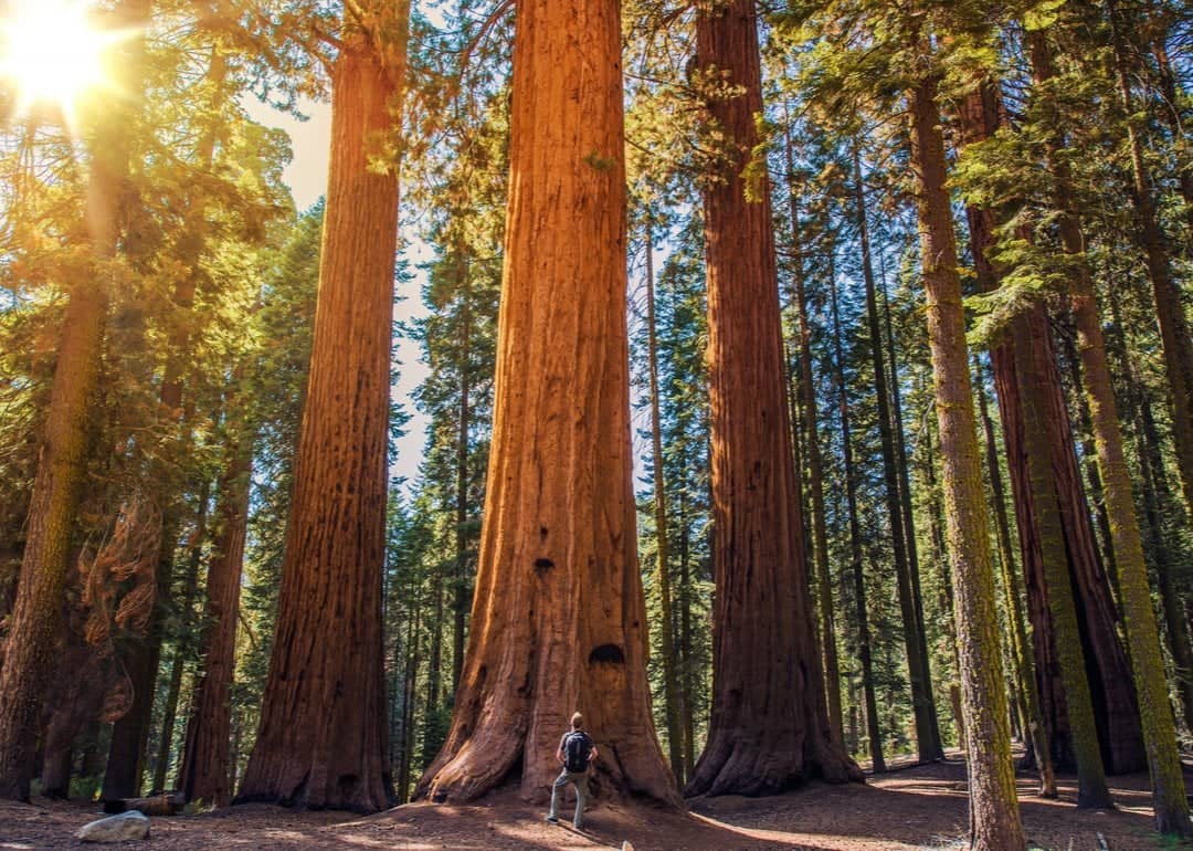 #42. Sequoia National Park (California)