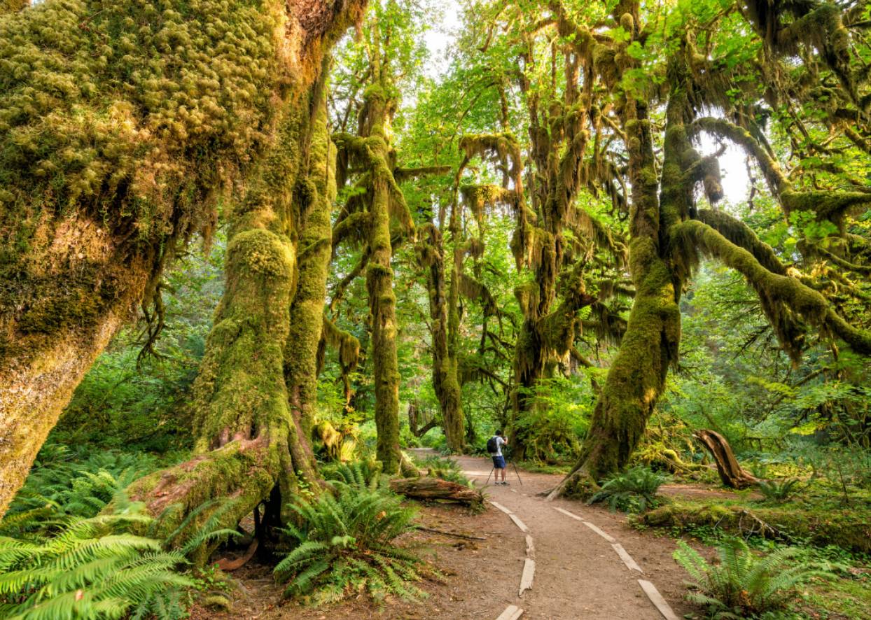 #52. Olympic National Park (Washington)